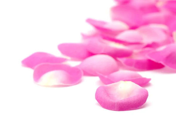 ピンク色の花 — ストック写真