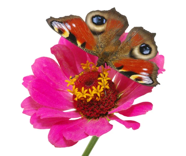 Papillon et fleur — Photo