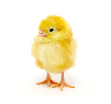 Little chicken clipart