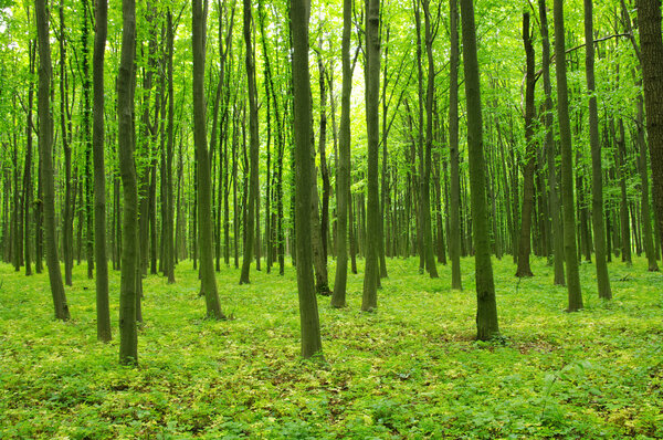 Green forest