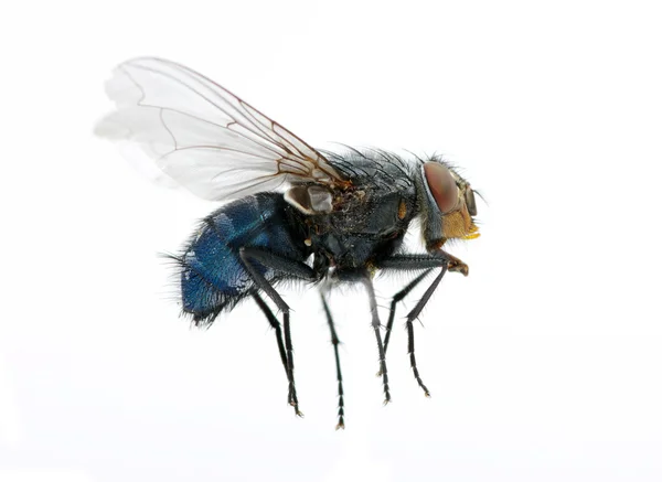 Stock image Fly on a white