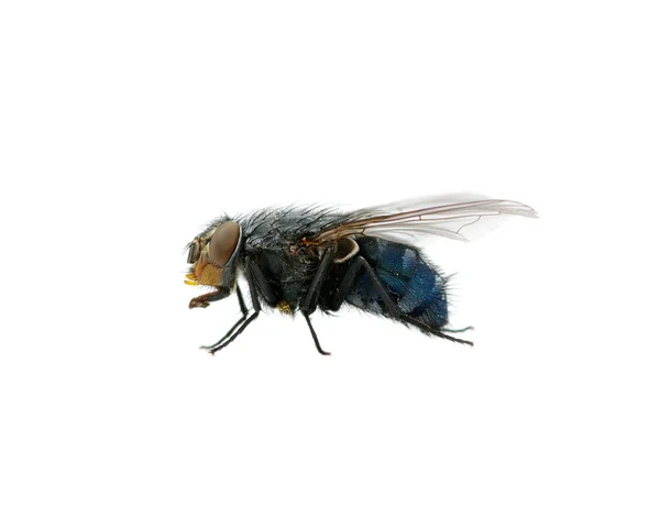 stock image Fly on a white
