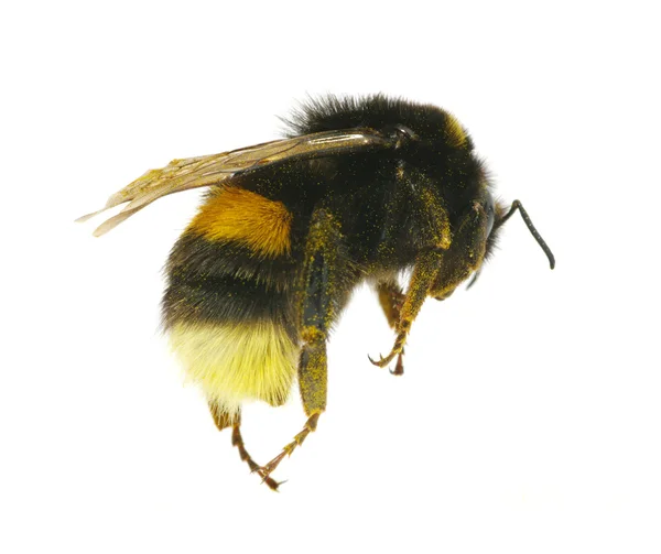 Bumblebee Przewodniczący — Zdjęcie stockowe