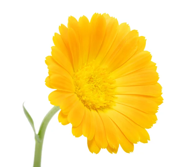 Orange blomma — Stockfoto