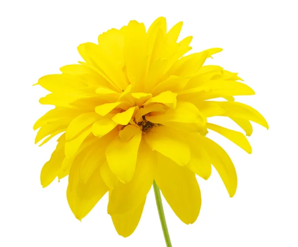 Stock image Yellow flower