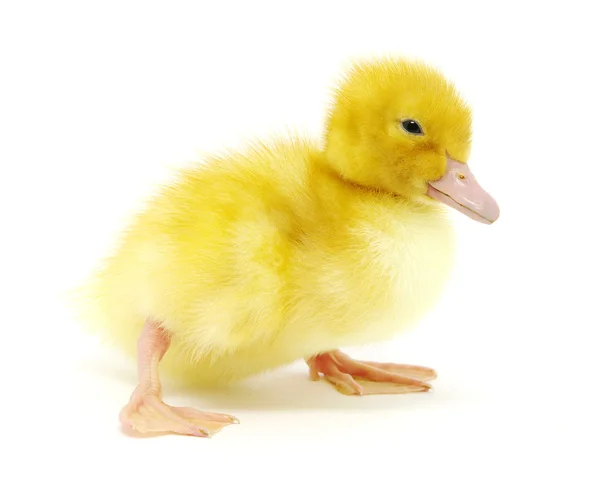 Yellow duck — Stock Photo, Image