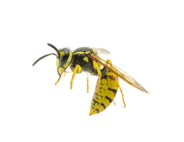 白のスズメバチ — ストック写真