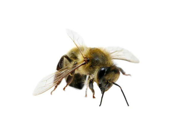 Bee on the white — Stock Photo, Image