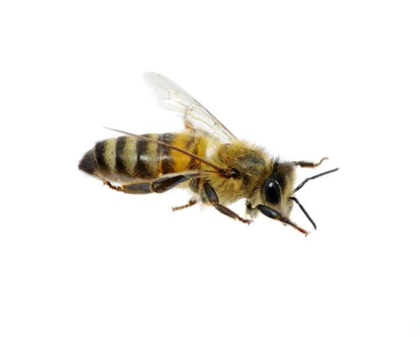 Bee di atas putih — Stok Foto