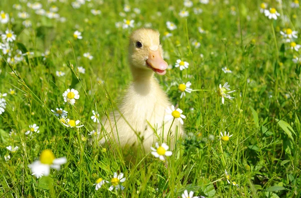 Baby duck — Stock Photo, Image