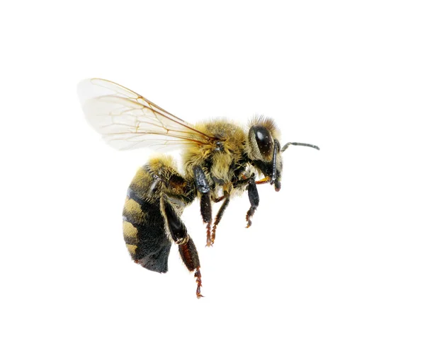 stock image Bee on the white