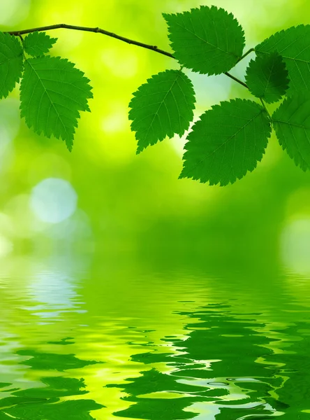 stock image Green leaves