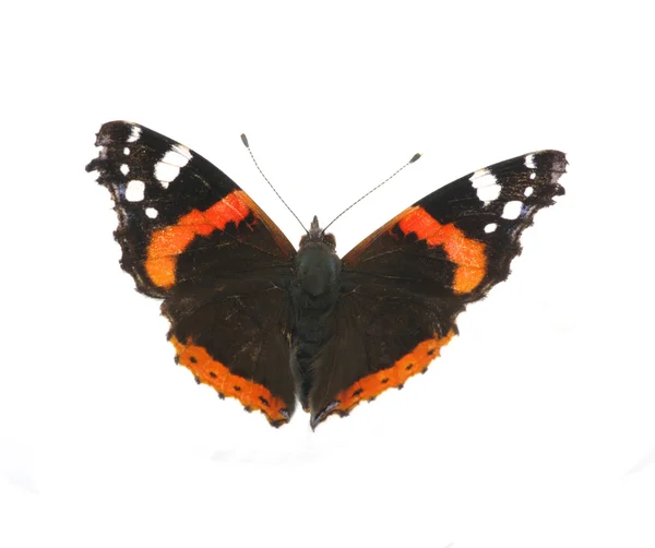 Schmetterling auf Weiß — Stockfoto