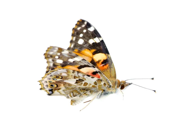 Farfalla su bianco — Foto Stock