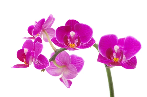 stock image Pink orchid