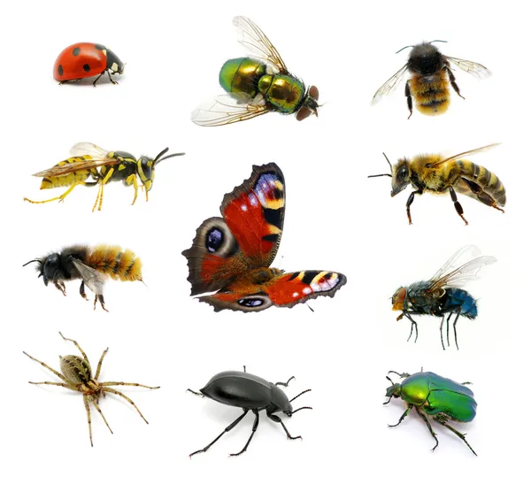 Conjunto de insectos — Foto de Stock