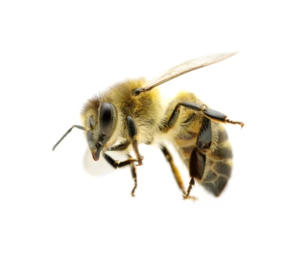 Μέλισσα στο λευκό — Φωτογραφία Αρχείου