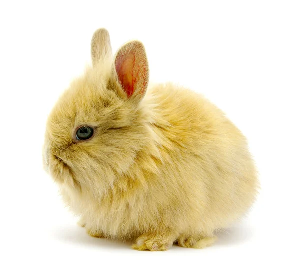 Pequeño conejo marrón —  Fotos de Stock