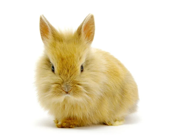 Liten brun kanin — Stockfoto