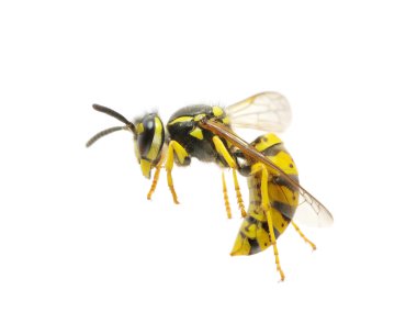 Wasp on the white clipart