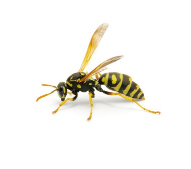 Wasp on white clipart