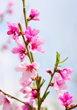 pembe çiçekleri