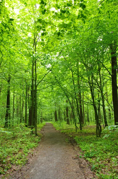 stock image Green forest