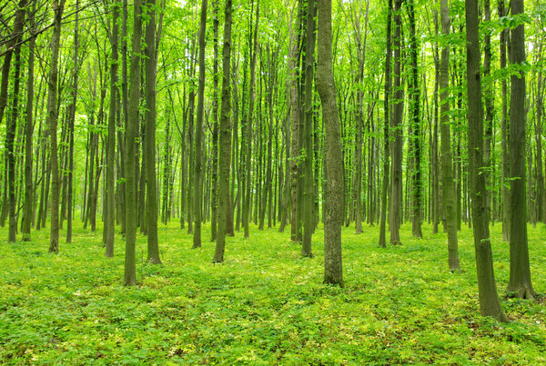 Forest in spring