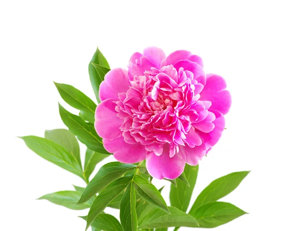 Fiore di peonia rosa — Foto Stock