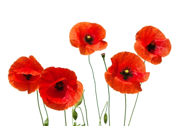 Red poppies — Stock Photo, Image