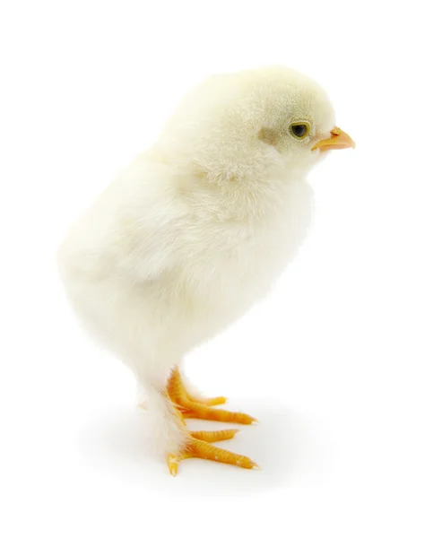 stock image Little chicken