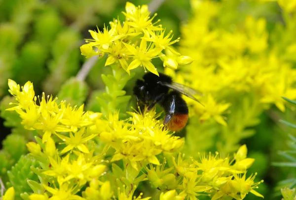 stock image Bumblebee