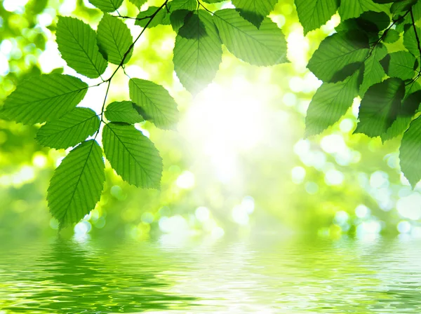 Zelené listy — Stock fotografie