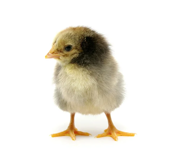 Lille kylling – stockfoto