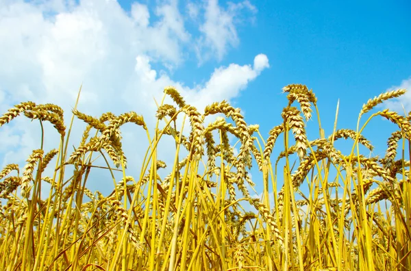 Pšenice v nebi — Stock fotografie