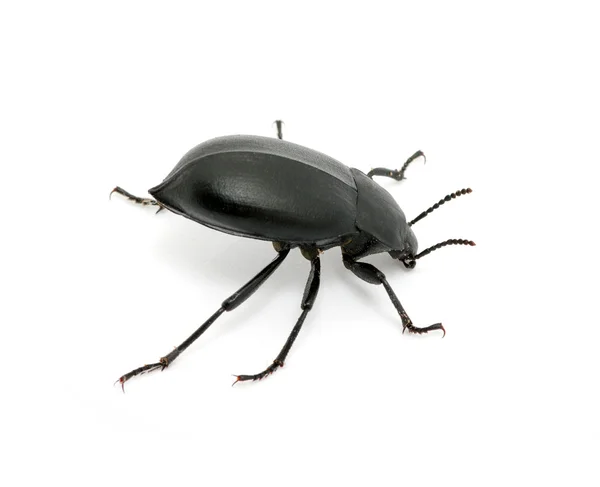 Siyah böceği — Stok fotoğraf