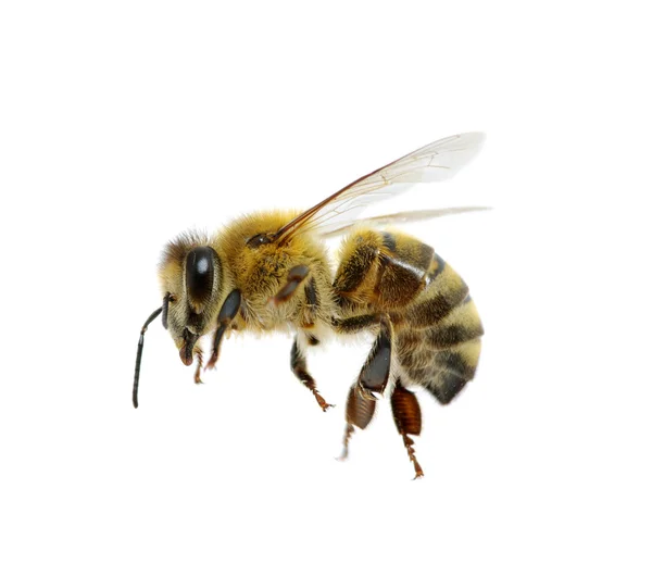 Bee di atas putih — Stok Foto