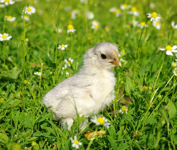 Pollo en una hierba —  Fotos de Stock
