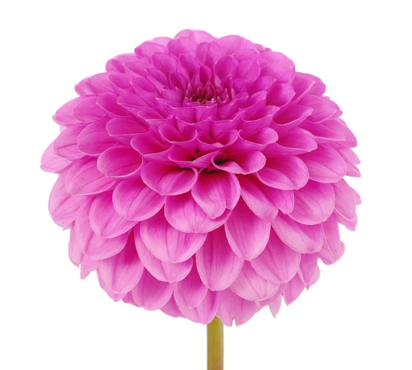 stock image Pink flower