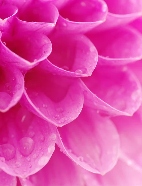Abstract petals — Stock Photo, Image