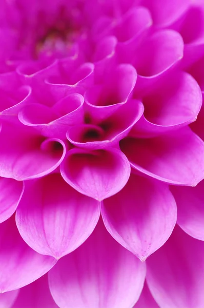 Abstract flower — Stock Photo, Image