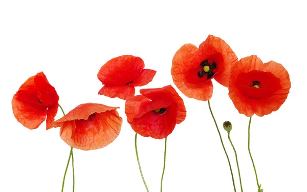 Roter Mohn — Stockfoto