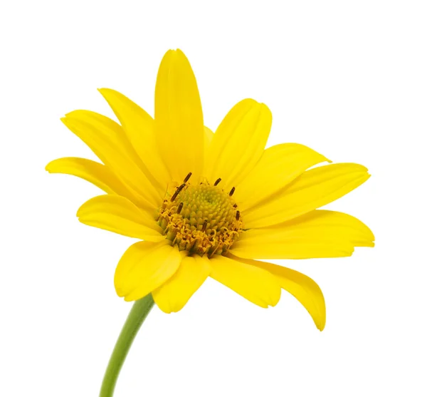 Fleur marguerite jaune — Photo