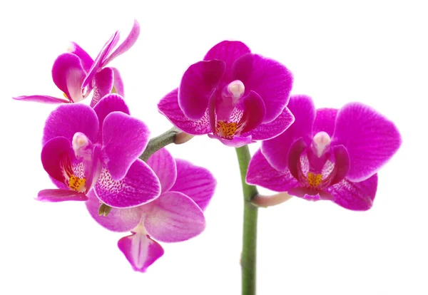 stock image Pink orchid