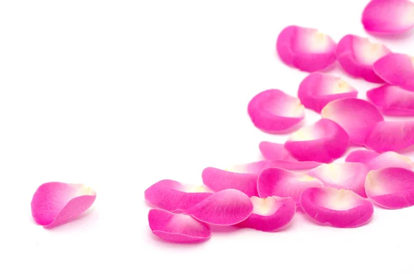 Pink rose petals — Stock Photo, Image