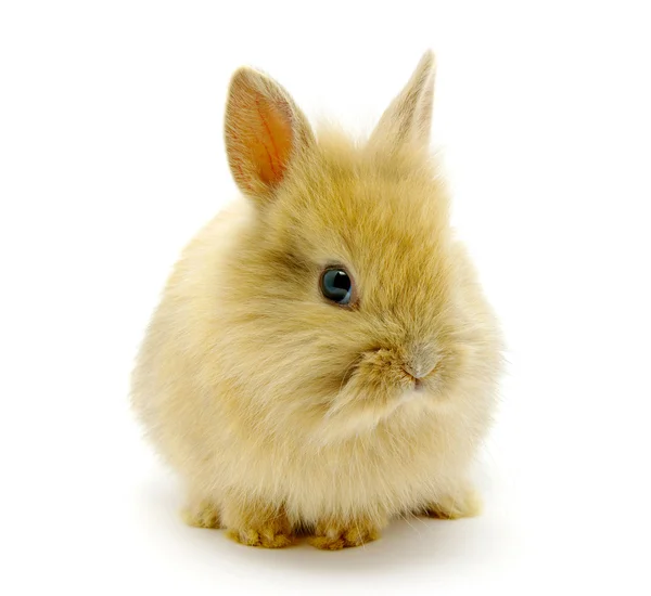 Malé hnědé králík — Stock fotografie