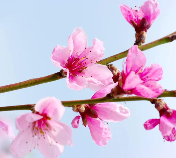 Rosa blomster – stockfoto