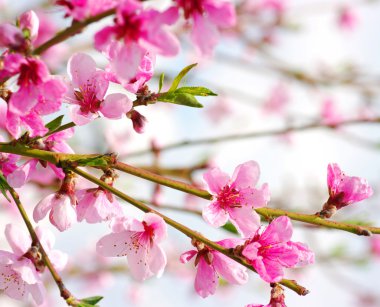 Pink blossoms clipart