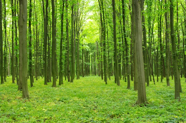 Stock image Forest in spring