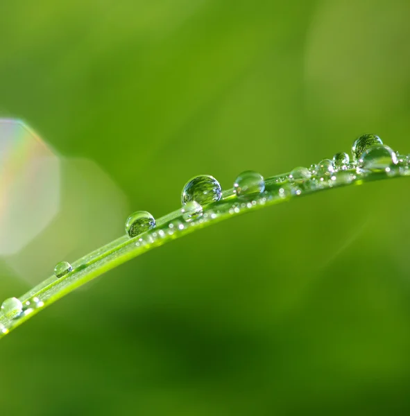 stock image Water drops